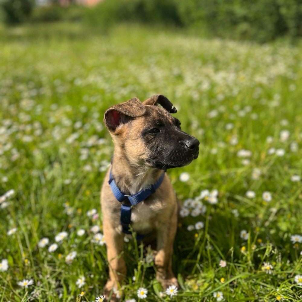 Hundetreffen-Welpentreffen in Rostock-Profilbild