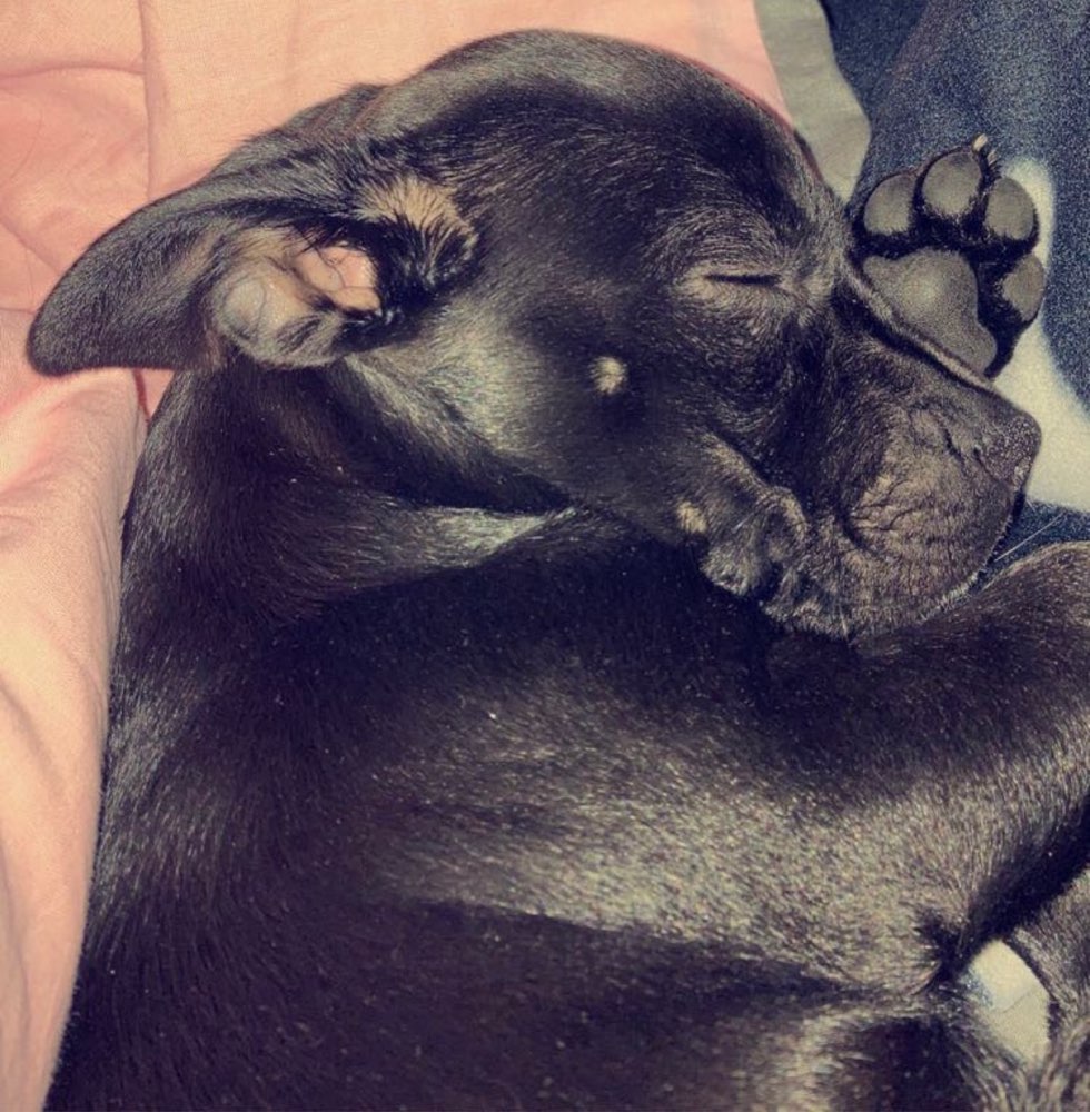 Hundetreffen-Hundetreffen-Profilbild