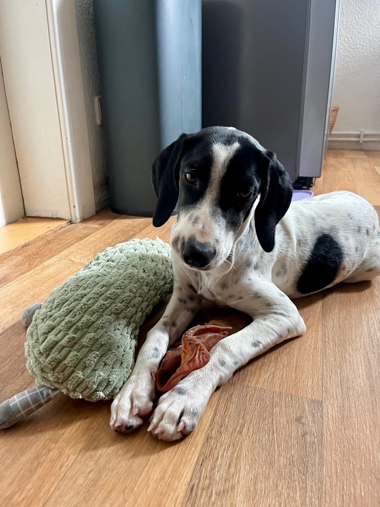 Hundetreffen-Welpen und Junghundetreffen-Profilbild