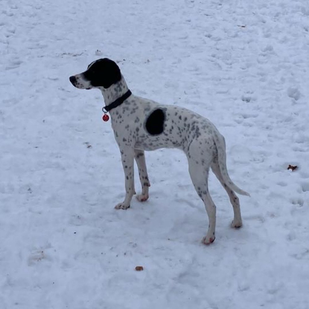 Hundetreffen-Welpen und Junghundetreffen-Profilbild