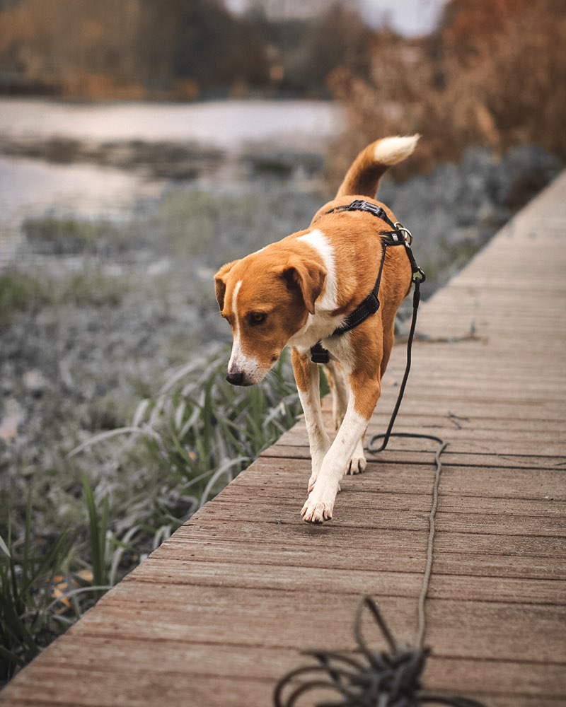 Hundetreffen-Suchen Hundefreunde zum Gassi gehen und austauschen-Profilbild