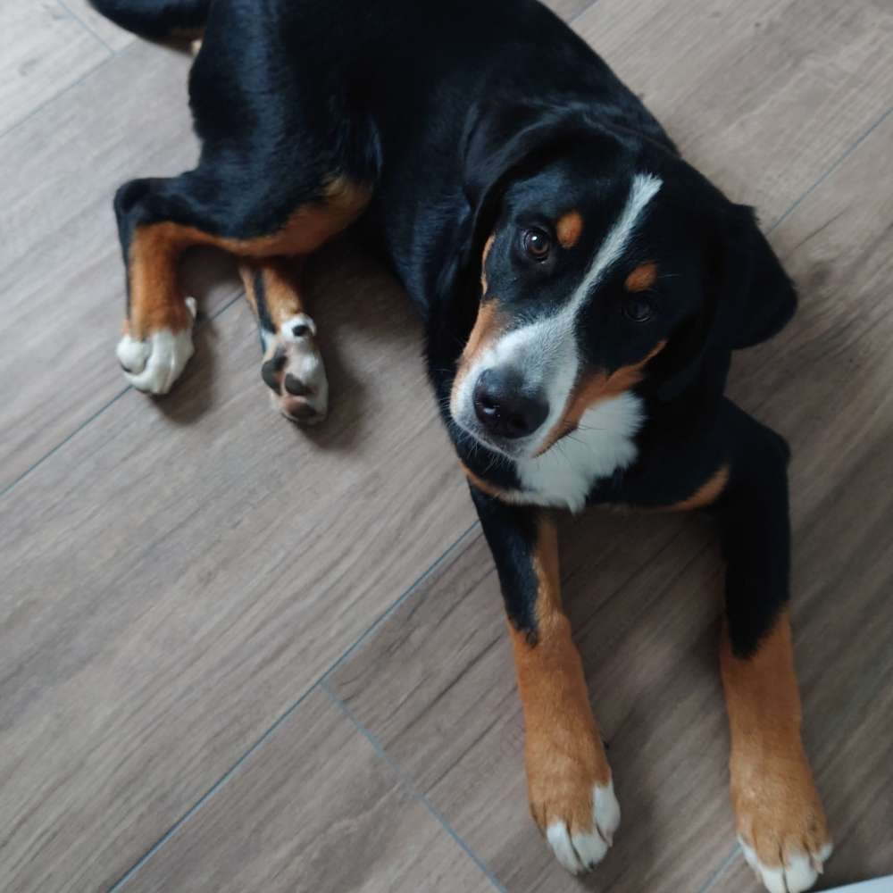 Hundetreffen-Spielgefährten-Profilbild