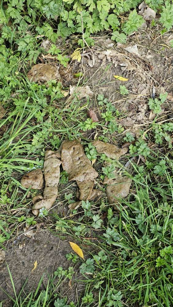 Giftköder-Evtl. Giftköder-Profilbild