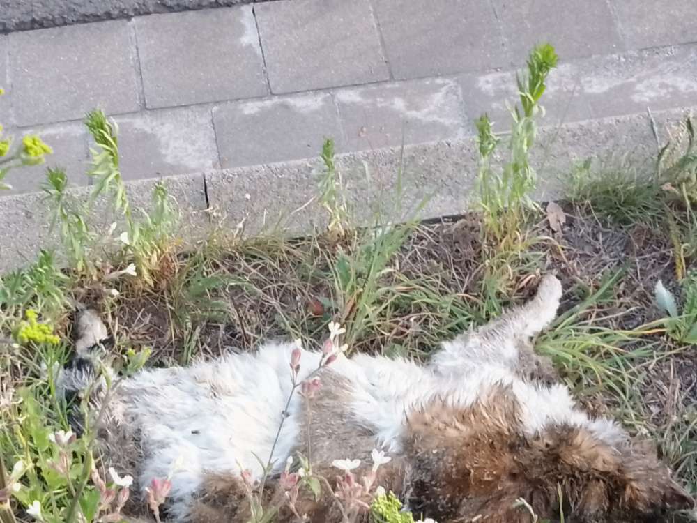 Giftköder-Tote katze auf der hohe straße-Profilbild