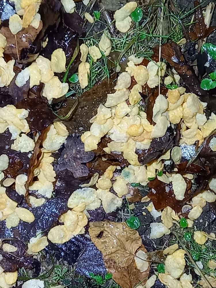 Giftköder-Eventuell Giftköder-Profilbild