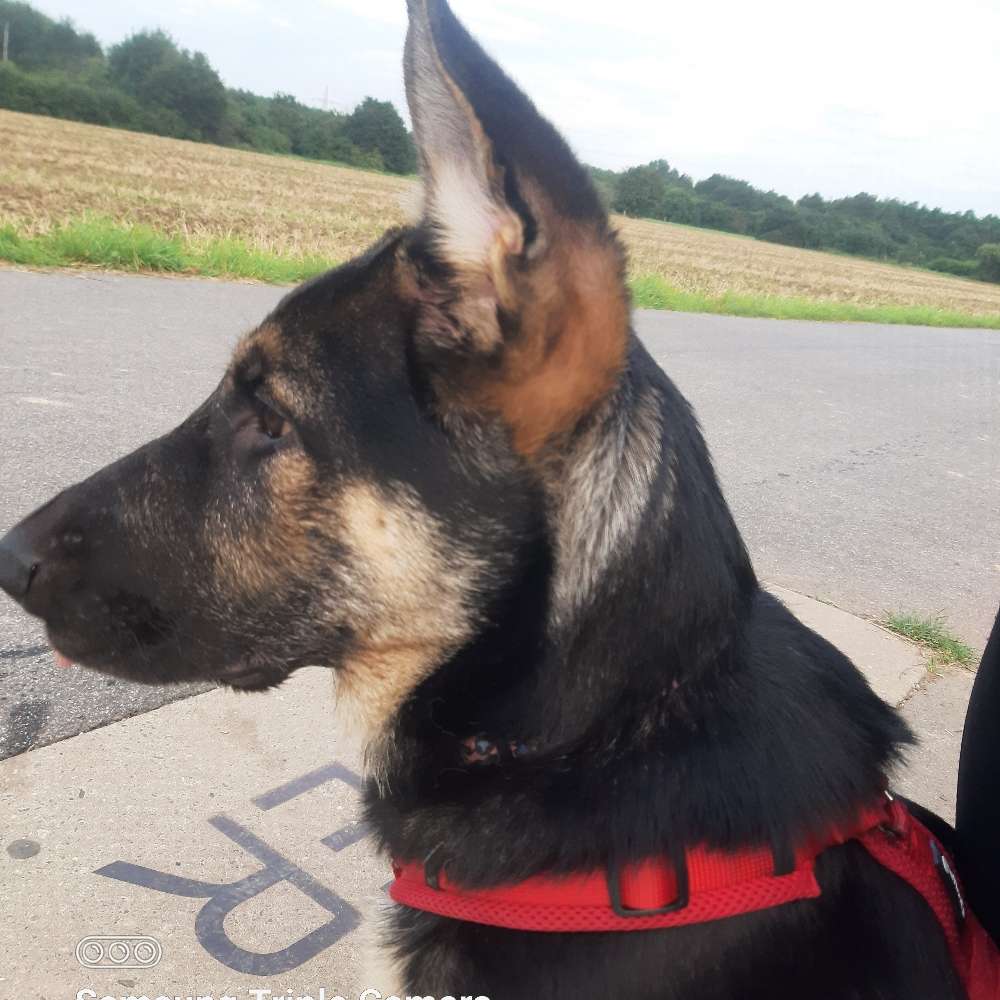 Hundetreffen-Treffen im Grüngürtel hunderasen-Profilbild