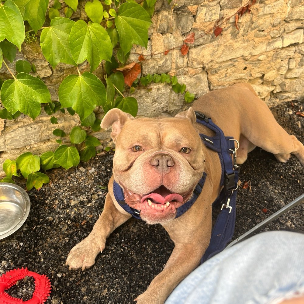 Hundetreffen-Spieltreffen-Profilbild