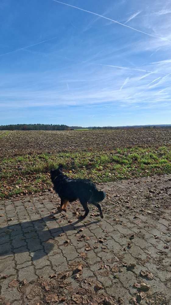Hundetreffen-Gassirunde-Profilbild