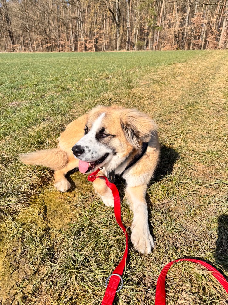Hundetreffen-Social Walk, Gemeinsames Gassi gehen-Profilbild