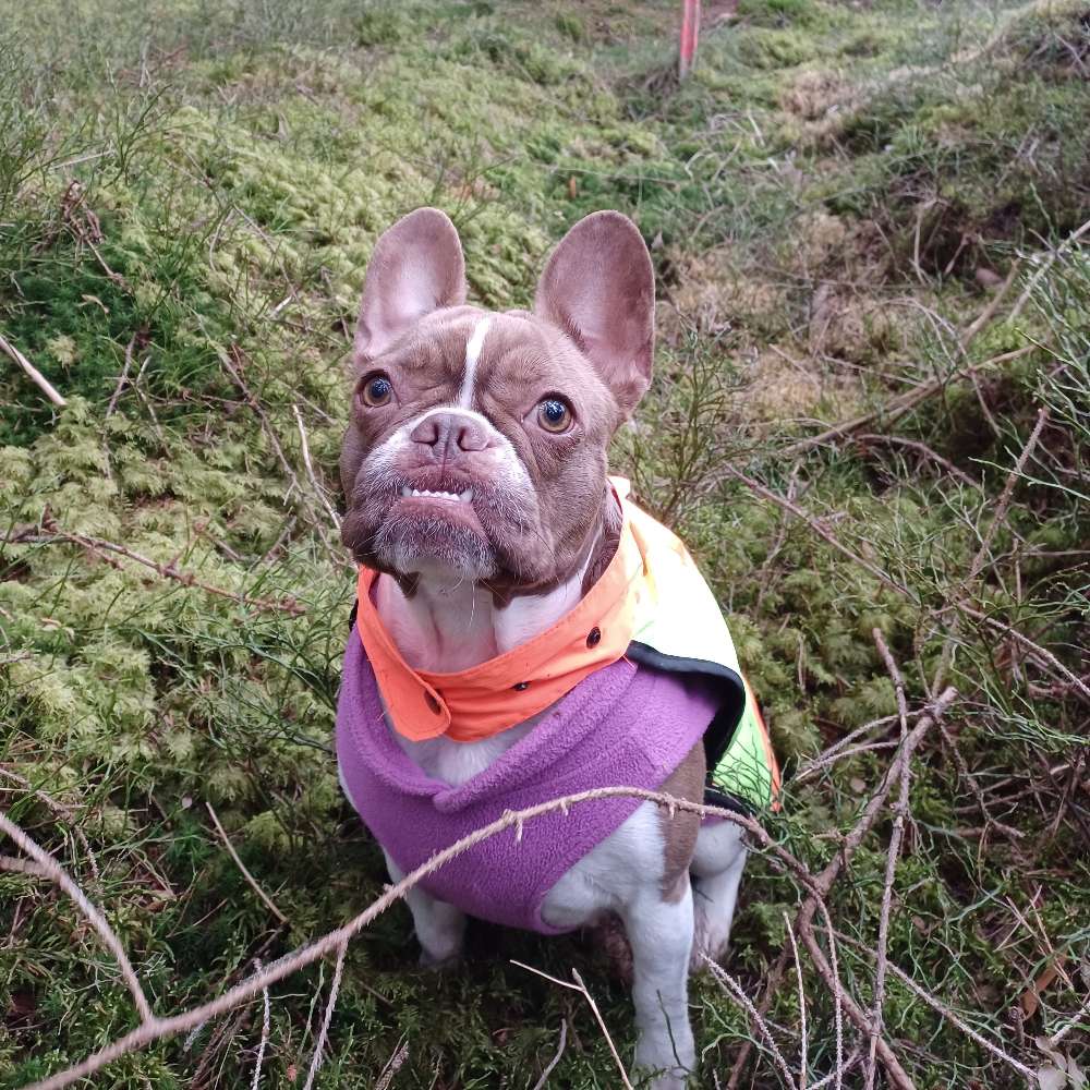 Hundetreffen-Gassikumpels und Spielkameraden-Profilbild