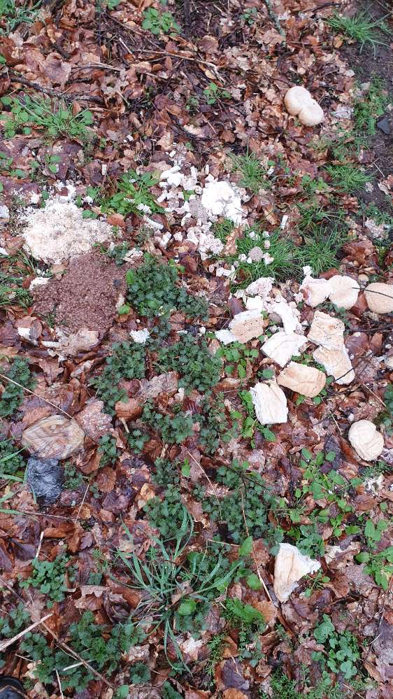 Giftköder-Abfälle, evtl Giftköder-Profilbild