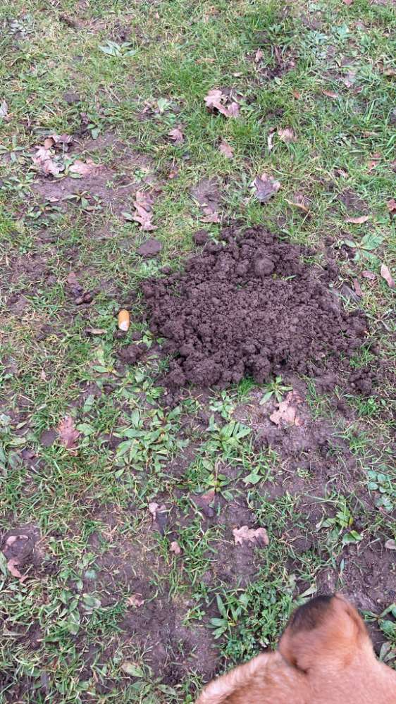 Giftköder-Kleine versteckte Würstchenstücke-Profilbild