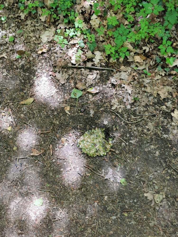 Giftköder-Giftköder-Profilbild