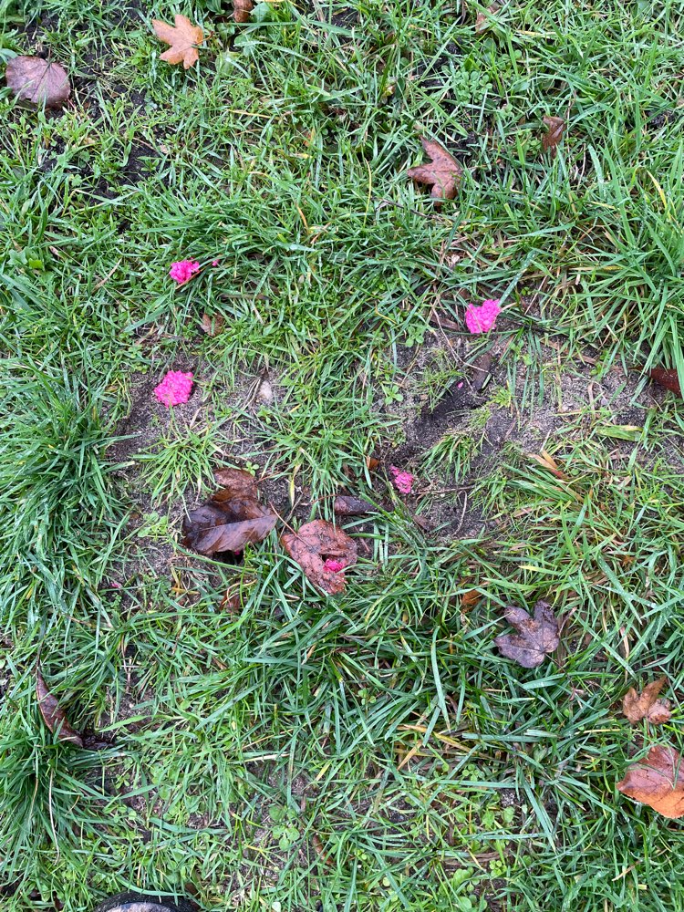 Giftköder-Rattengift-Profilbild