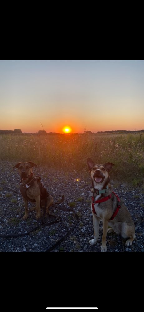Hundetreffen-Hundebegegnungen | Neue Hundekontakte-Profilbild