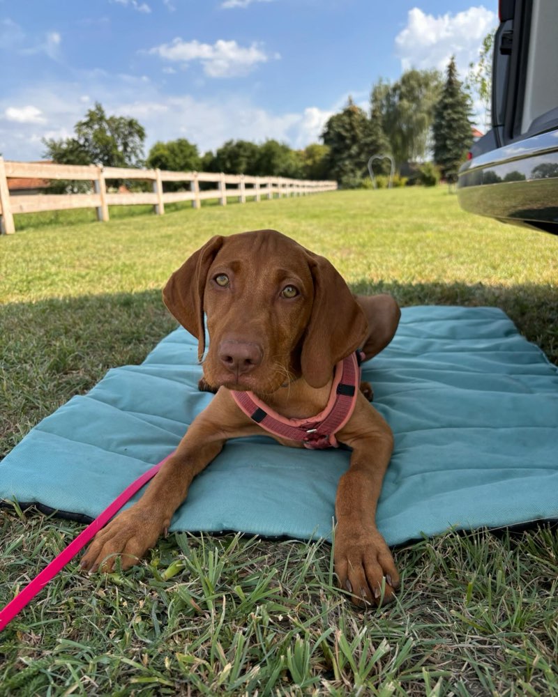 Hundetreffen-Auf der Suche nach netten Menschen mit gut sozialisierten Hunden f. gemeinsame Spaziergänge/Training-Profilbild