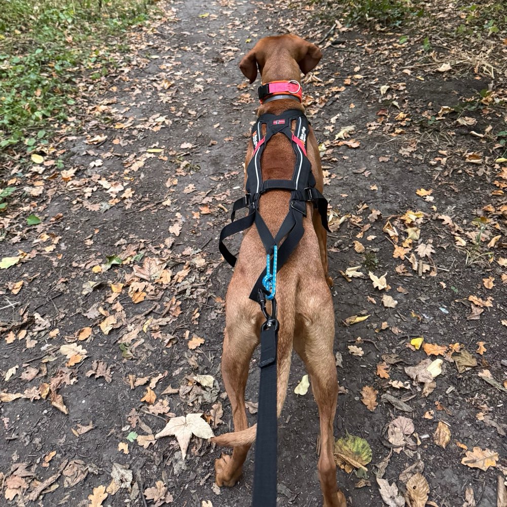 Hundetreffen-Canicross Trainingspartner gesucht-Profilbild