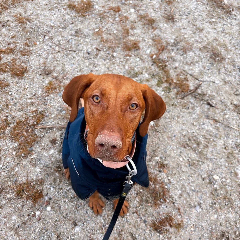 Hundetreffen-Auf der Suche nach netten Menschen mit gut sozialisierten Hunden f. gemeinsame Spaziergänge/Training-Profilbild