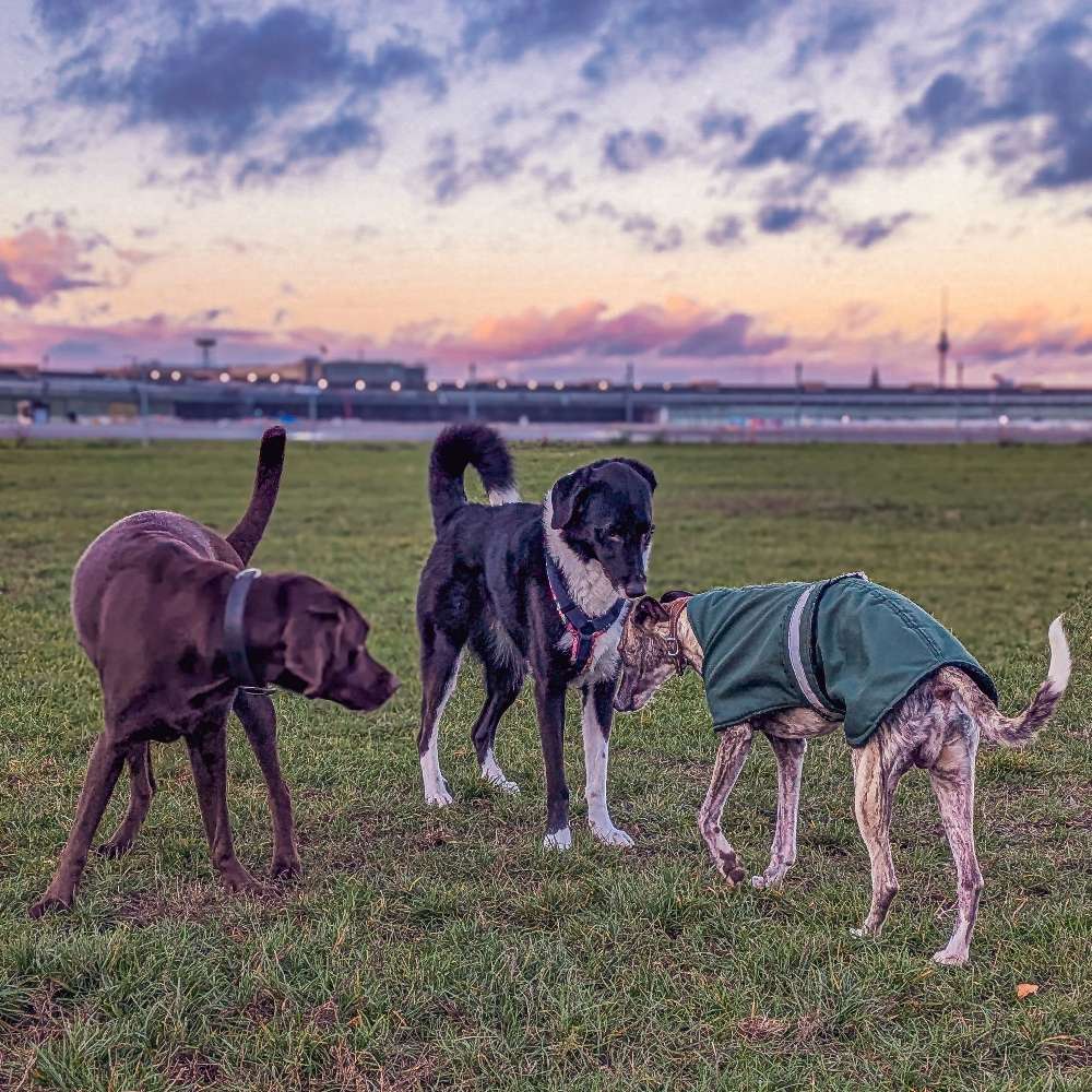 Hundetreffen-The Dog Spot-Profilbild