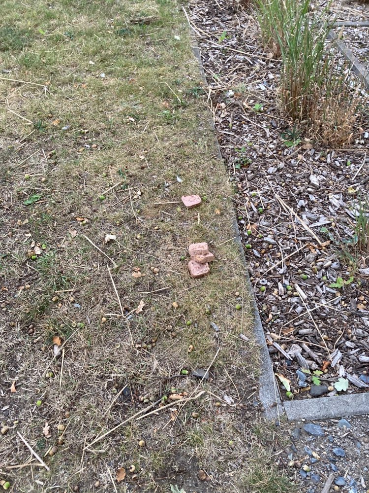 Giftköder-Ausgelegte Köder-Profilbild