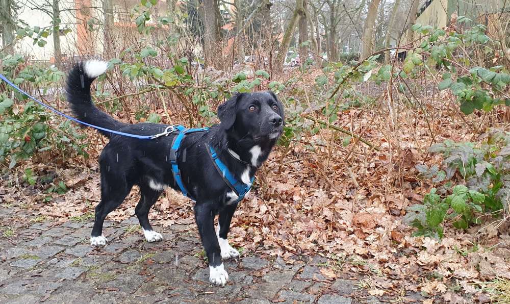 Hundetreffen-Training Hundebegenungen Mariendorf-Profilbild