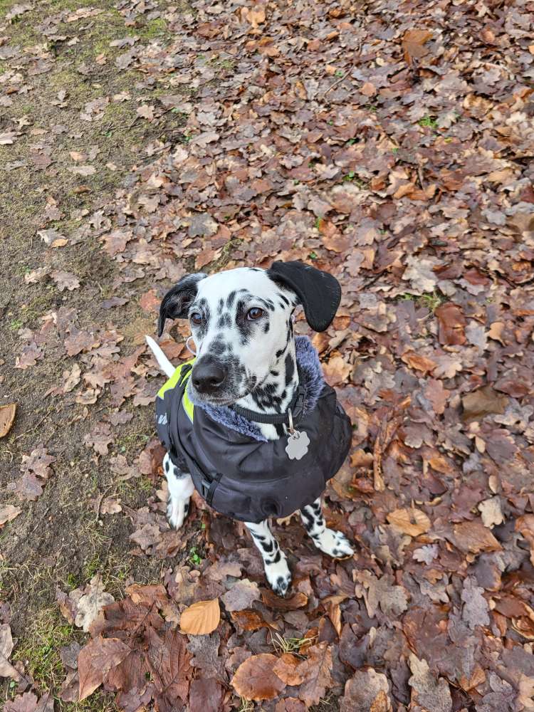 Hundetreffen-Hundespielen mit Junghunden-Profilbild