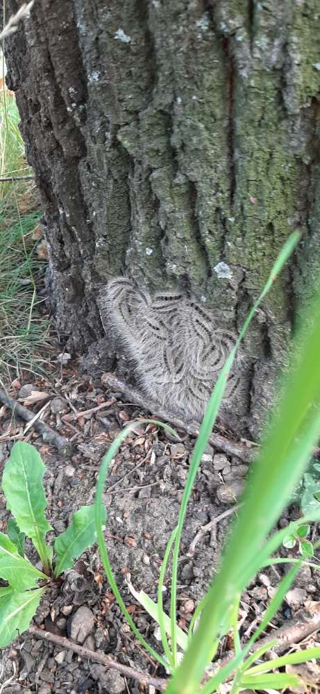 Giftköder-Eichenprozessionsspinner in Osnabrück-Profilbild