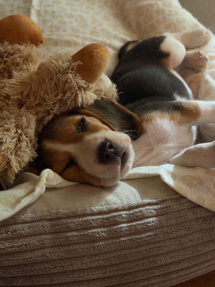 Hundetreffen-Welpentreff / Playdates-Profilbild