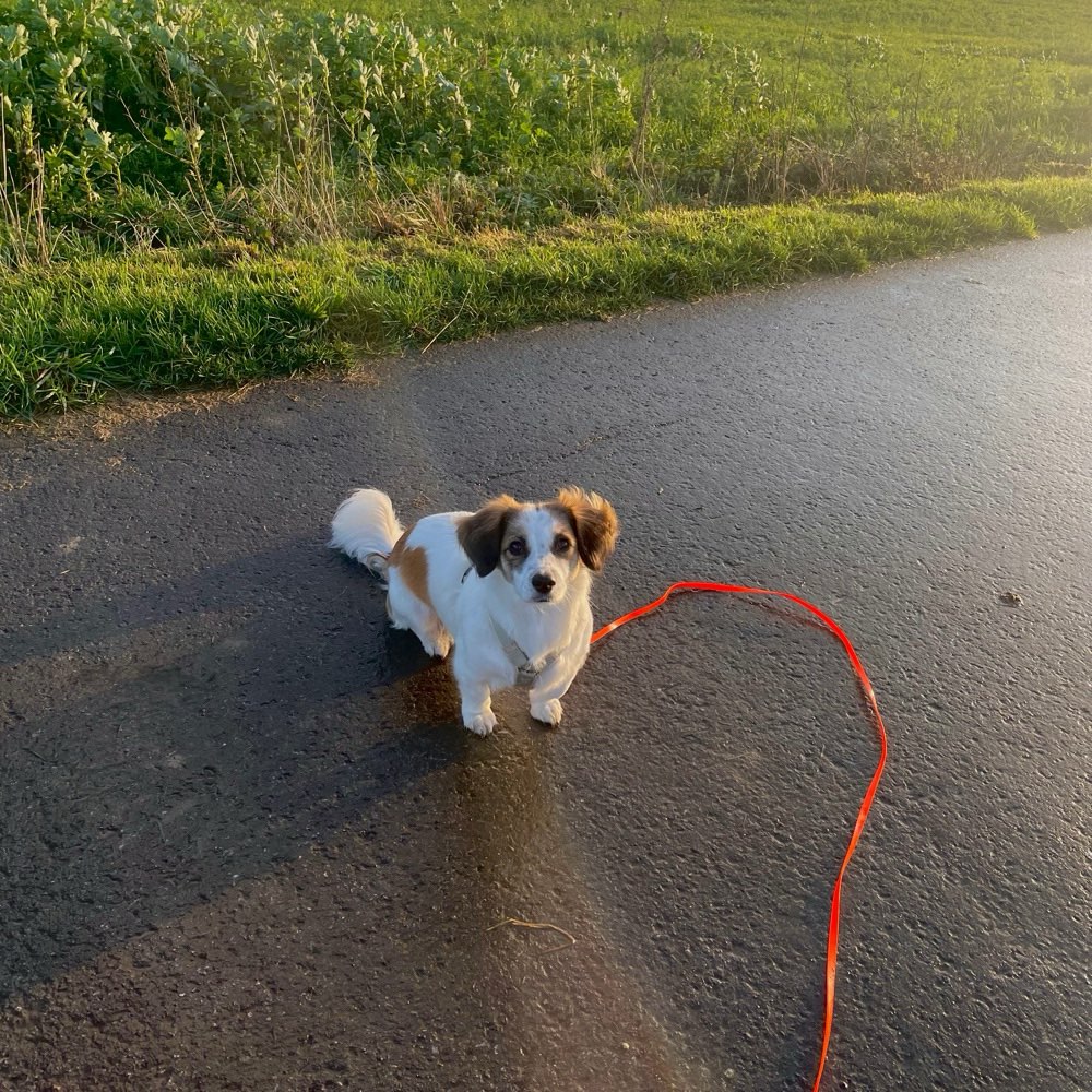 Hundetreffen-Ruhige Spaziergänge-Profilbild