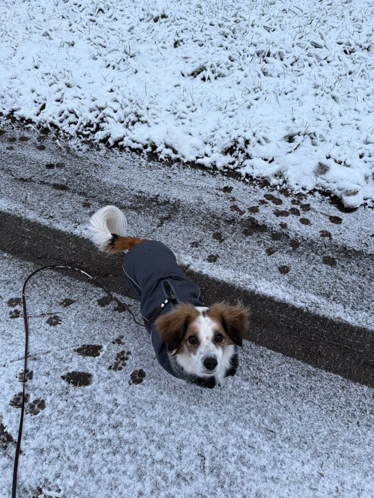 Hundetreffen-Spaziergänge /Social Walk / Training-Profilbild