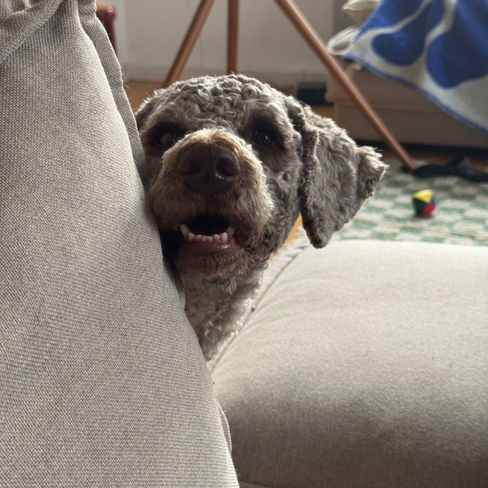 Hundetreffen-Spiel und Spaß mit Giotto-Profilbild