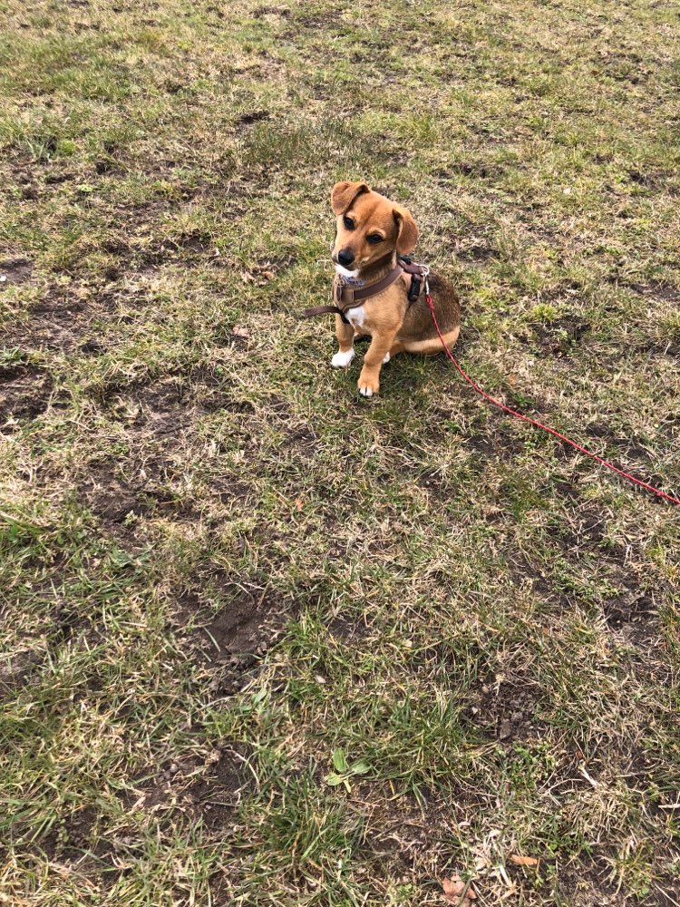 Hundetreffen-Spieltreffen für Welpen-Profilbild