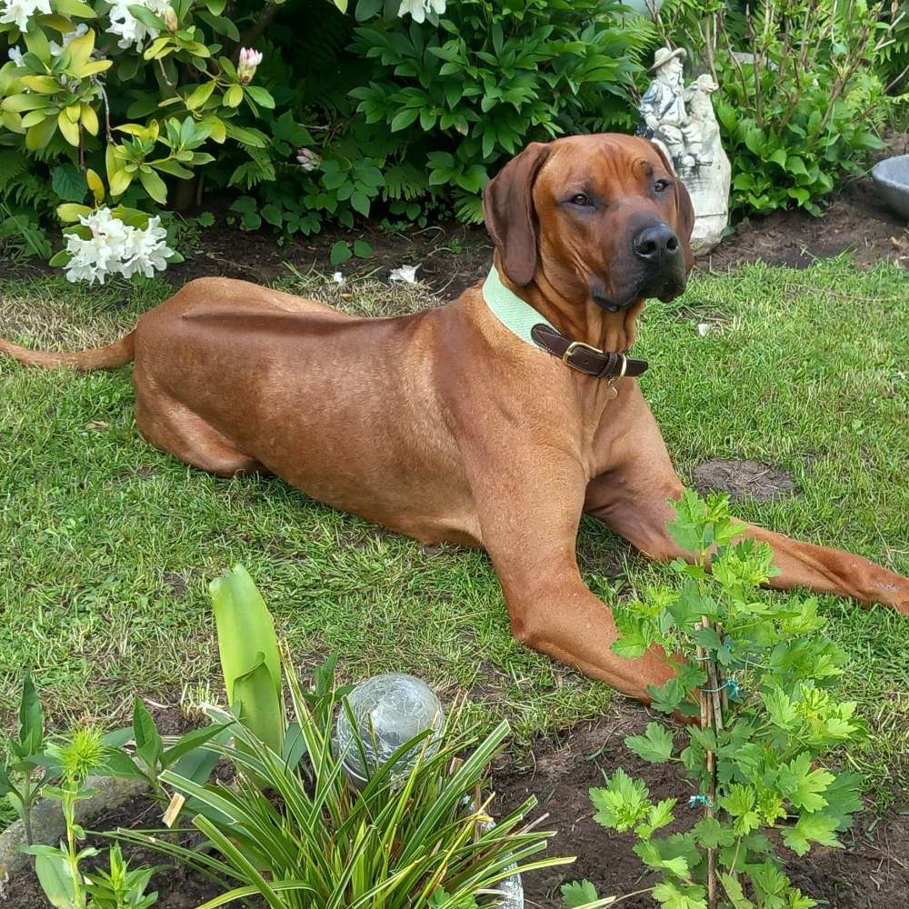 Hundetreffen-Gassirunde-Profilbild