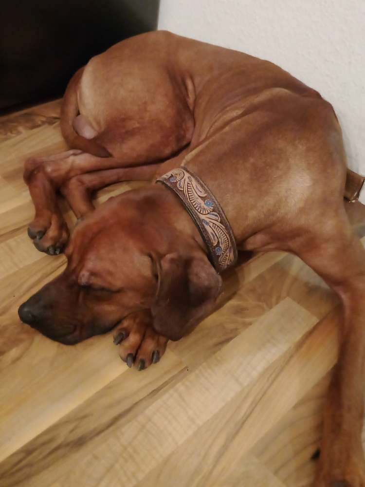 Hundetreffen-Spielrunde-Profilbild