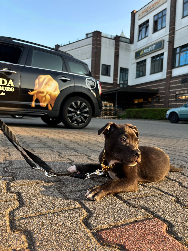 Hundetreffen-Hundewald Israelsdorf-Profilbild