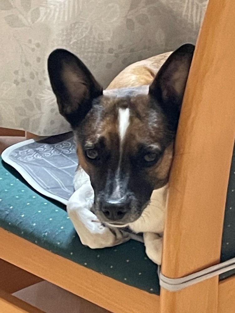 Hundetreffen-Übungsspaziergänge-Profilbild