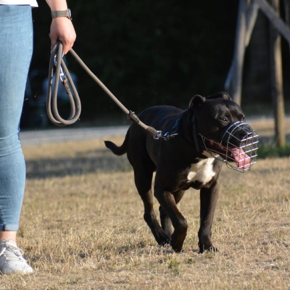 Hundetreffen-Social Walks-Profilbild