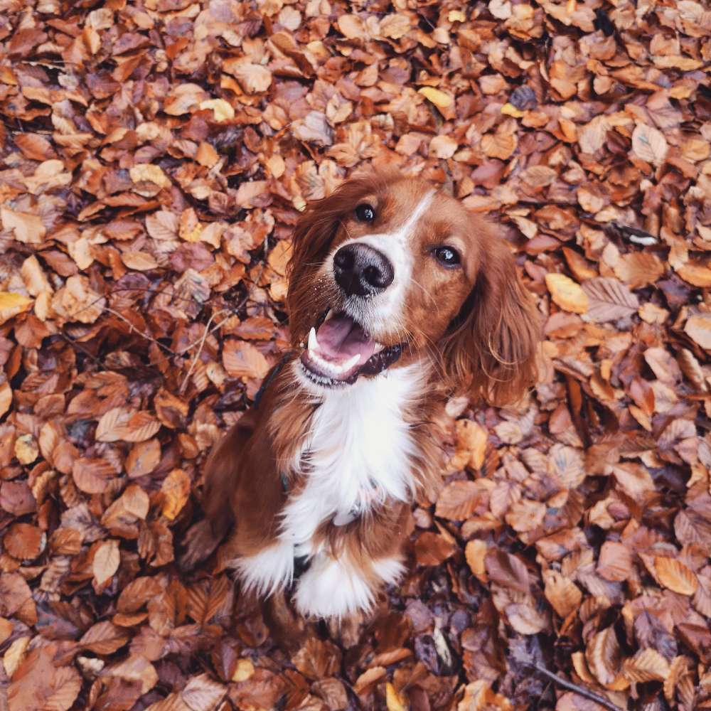 Hundetreffen-Hundebegegnungen üben-Profilbild