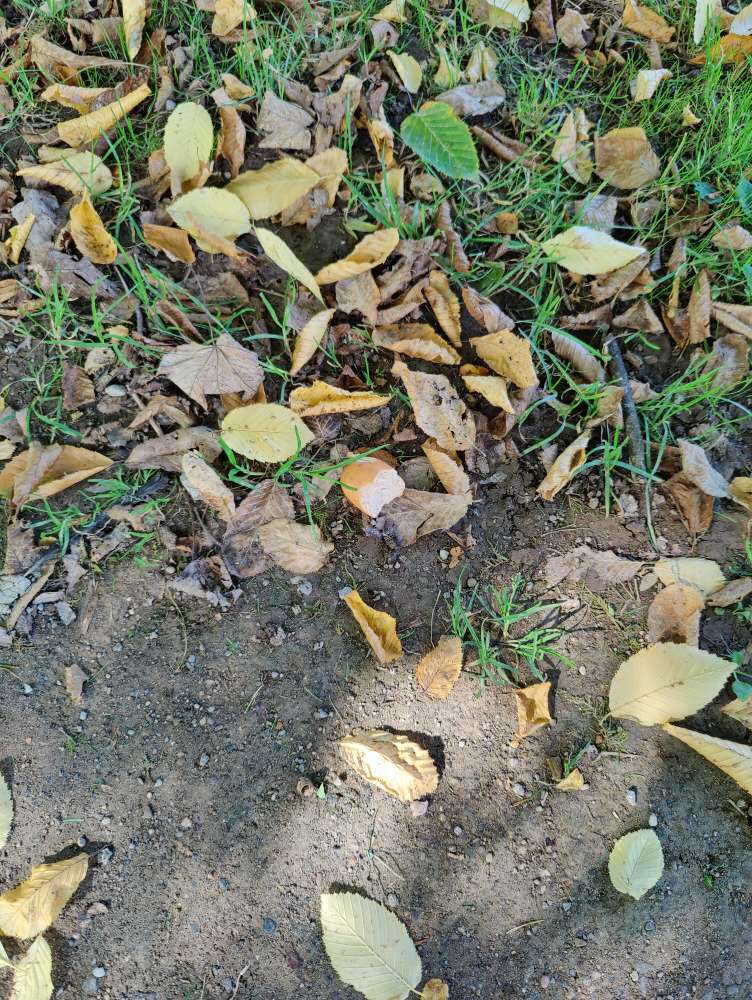 Giftköder-Evtl. Giftköder im Palaisgarten!!!-Profilbild