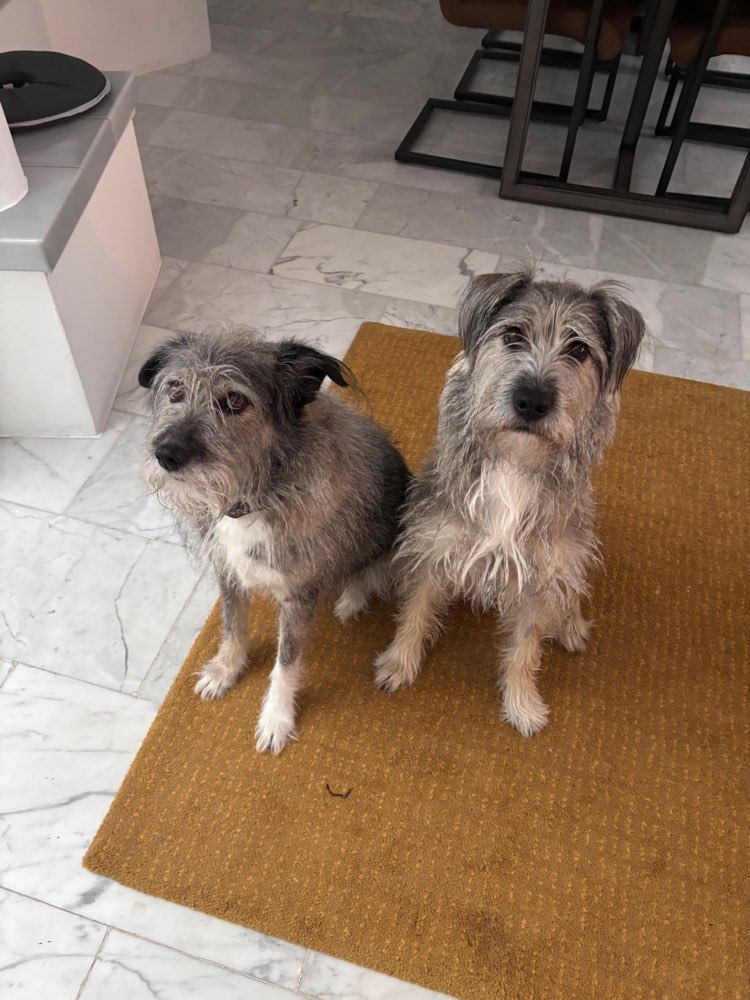 Hundetreffen-Spiele und Gassitreffen-Profilbild