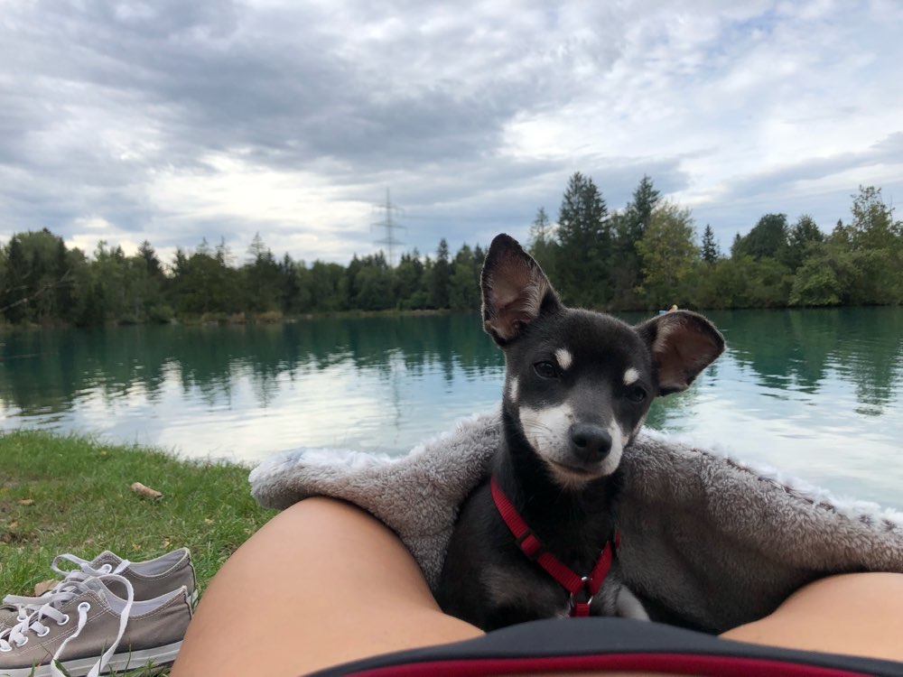 Hundetreffen-Spielkameraden gesucht!-Profilbild