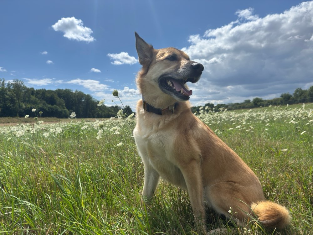 Hundetreffen-Ella needs a friend-Profilbild
