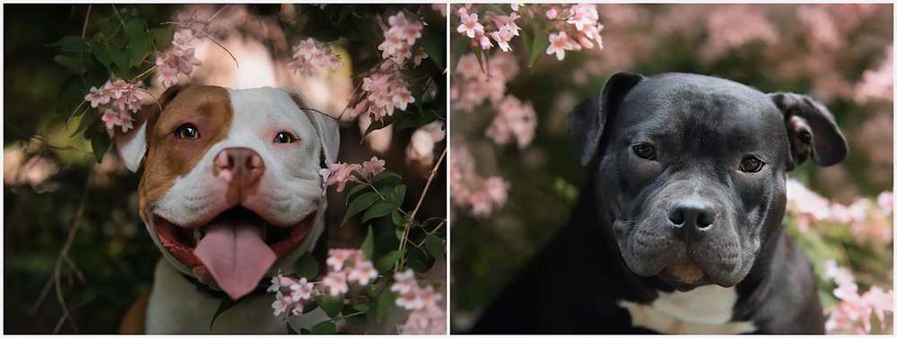 Hundetreffen-Gassi gehen am Endpunkt in Hannover Stöcken-Profilbild