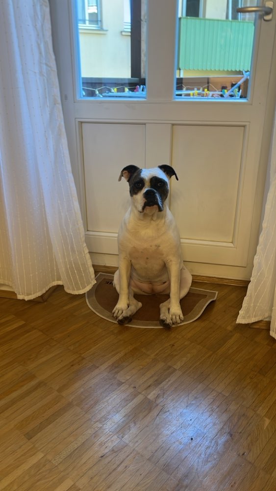 Hundetreffen-Entspannter Spaziergang zum Kennenlernen-Profilbild
