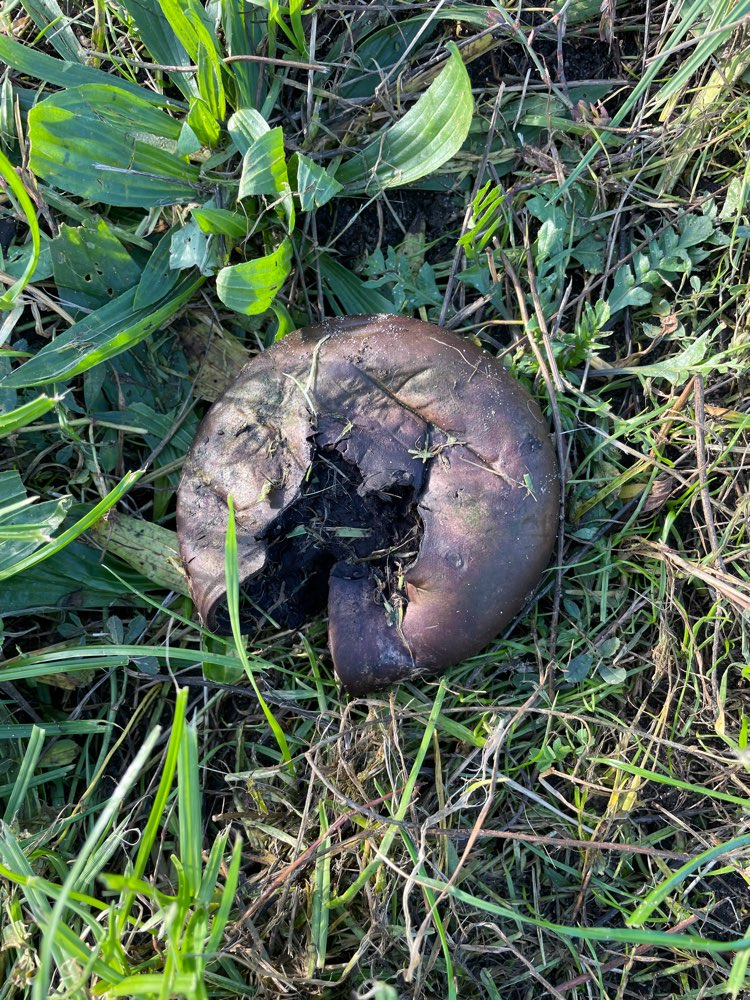 Giftköder-Giftköder im Hausburgpark-Profilbild