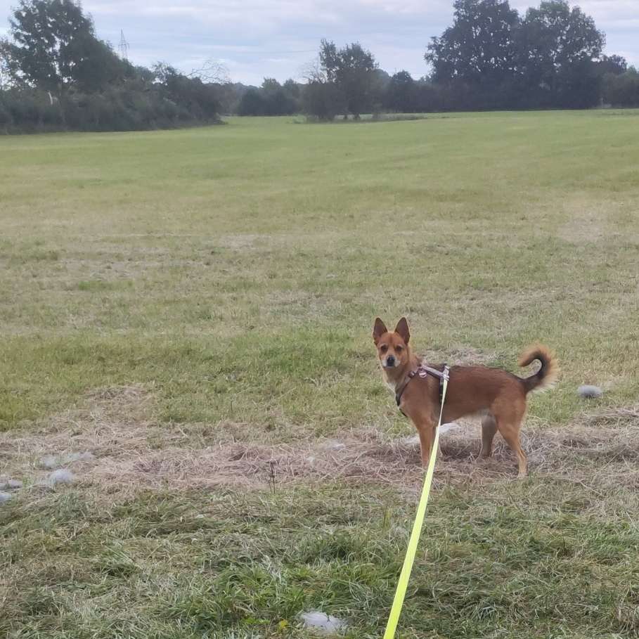 Hundetreffen-Hunderunde Luther See/Umgebung-Profilbild