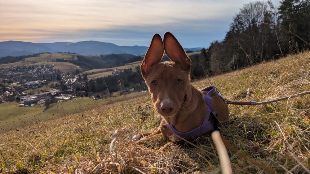 Hundetreffen-Hunde-Spaziergang Gufi-Wildtal-Profilbild