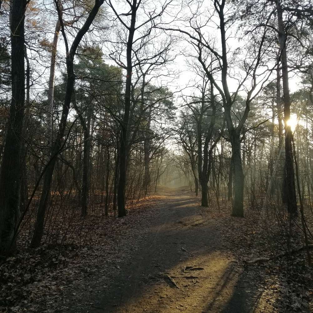 Hundetreffen-Hundespaziergang Baumschulenweg-Profilbild