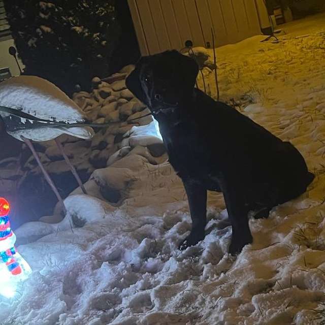 Hundetreffen-Spazier-Buddy-Profilbild