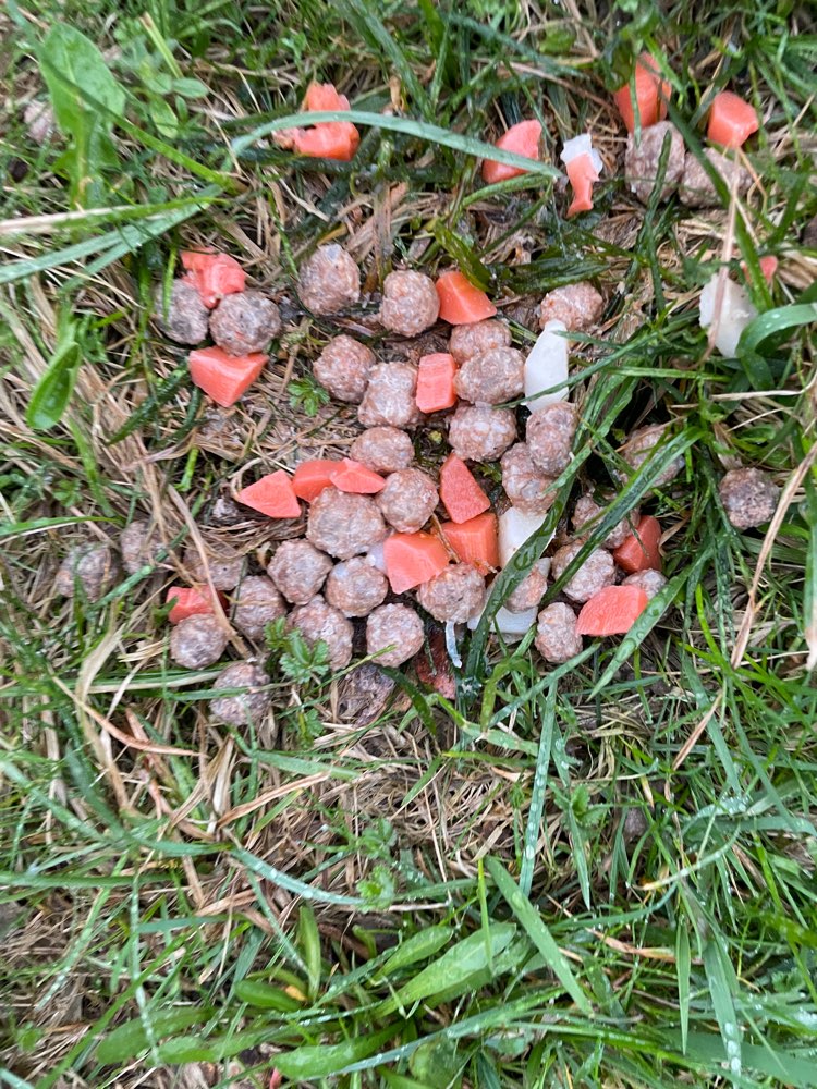 Giftköder-Fleischbällchen liegen im Gras-Profilbild